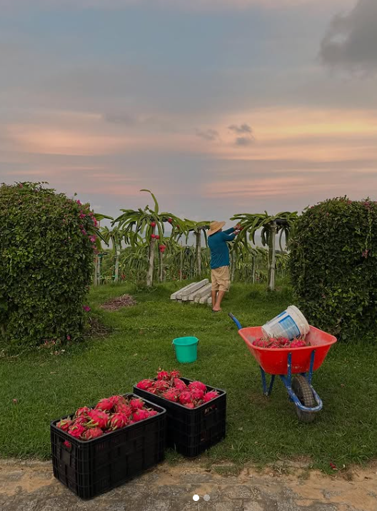 Produção de pitayas