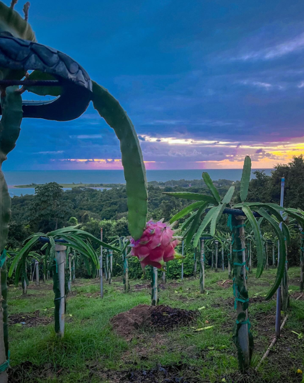 Pitaya - Boreal Red (Vermelha)